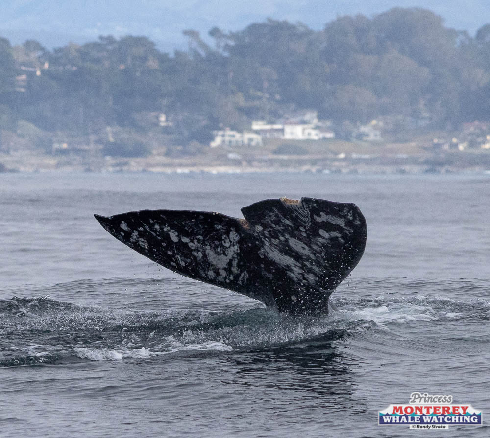 a person riding a surf board on a body of water