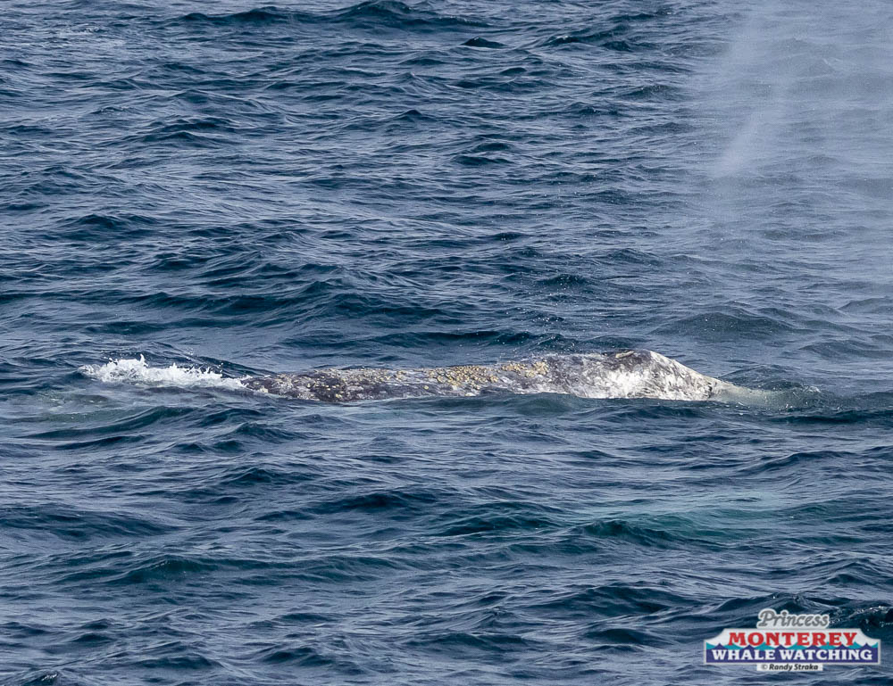 a whale jumping out of the water