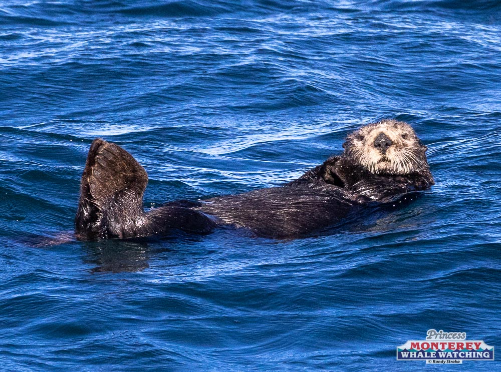 an animal swimming in the water