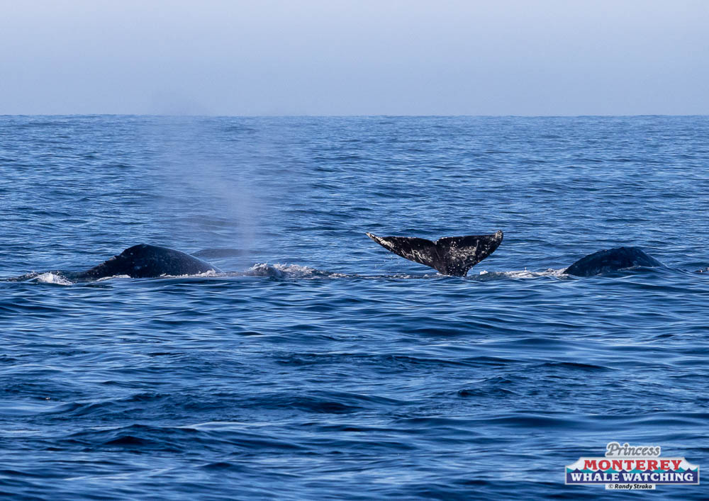 a whale swimming in a body of water