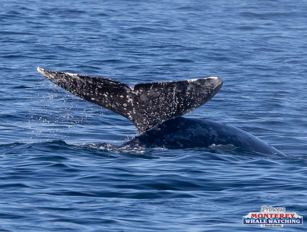a whale jumping out of the water