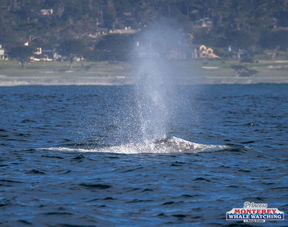 a whale jumping out of the water