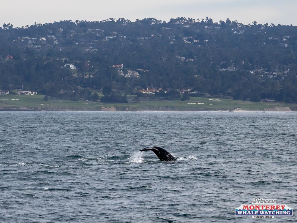 a whale jumping out of a body of water
