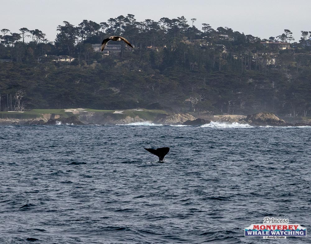 a bird flying over a body of water