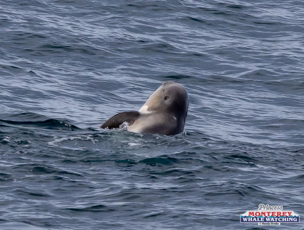 a bird swimming in water next to the ocean