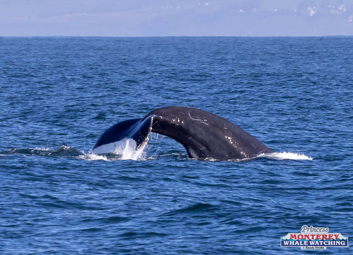 a whale swimming in a body of water