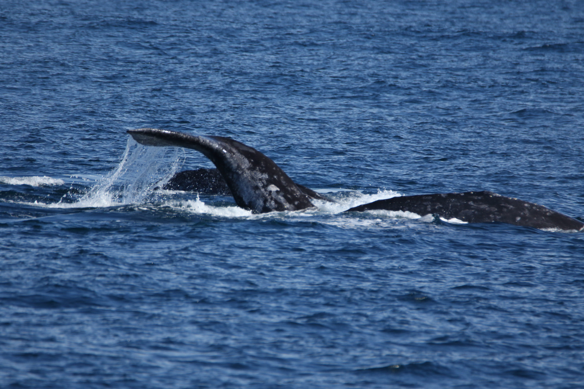 a whale jumping out of the water