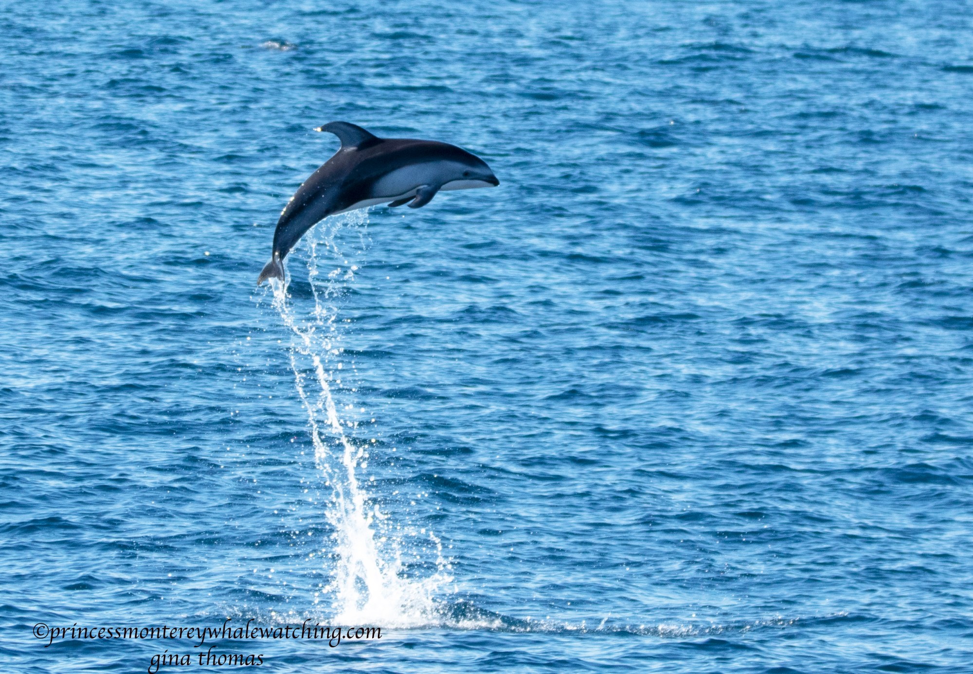 3X6A8465 a bird flying over a body of water