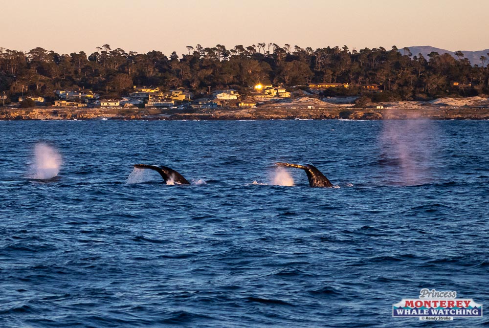 a flock of seagulls next to a body of water