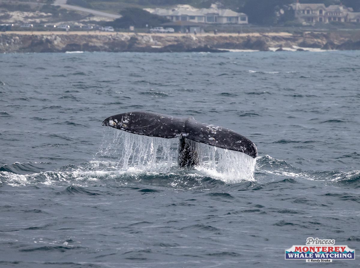 a whale jumping out of the water