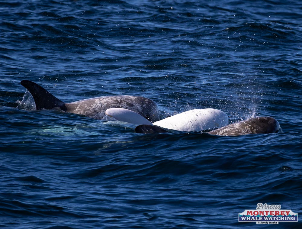 a bird swimming in water next to a body of water