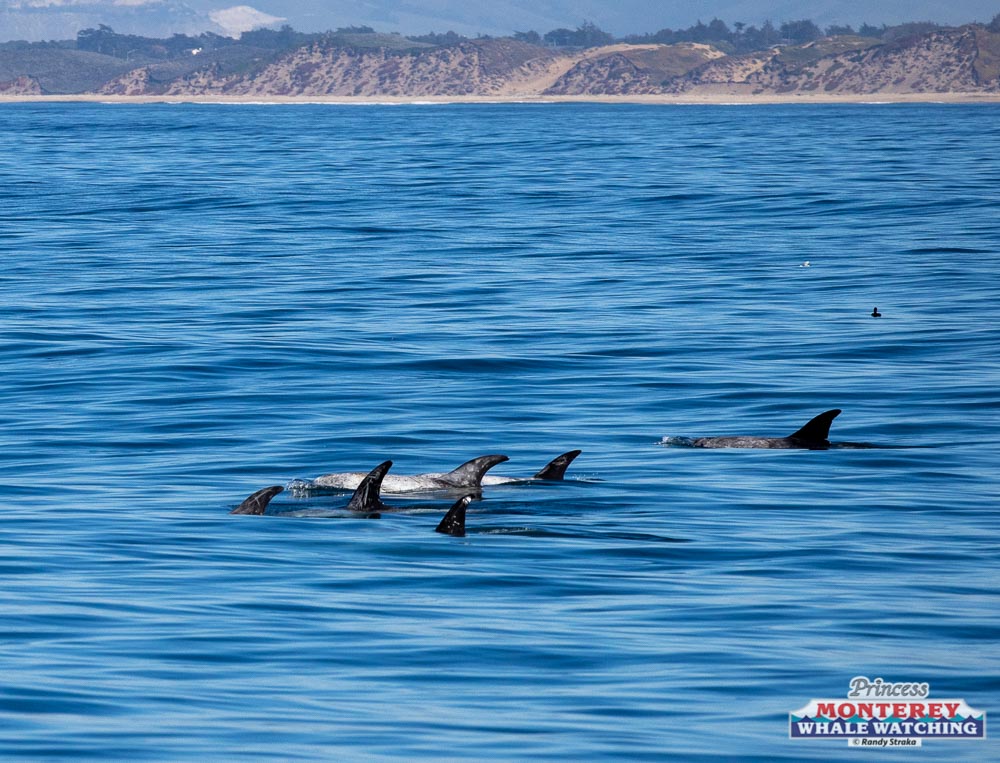 a group of people swimming in the water