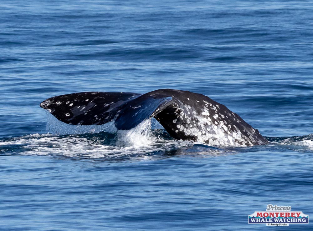 a whale jumping out of the water