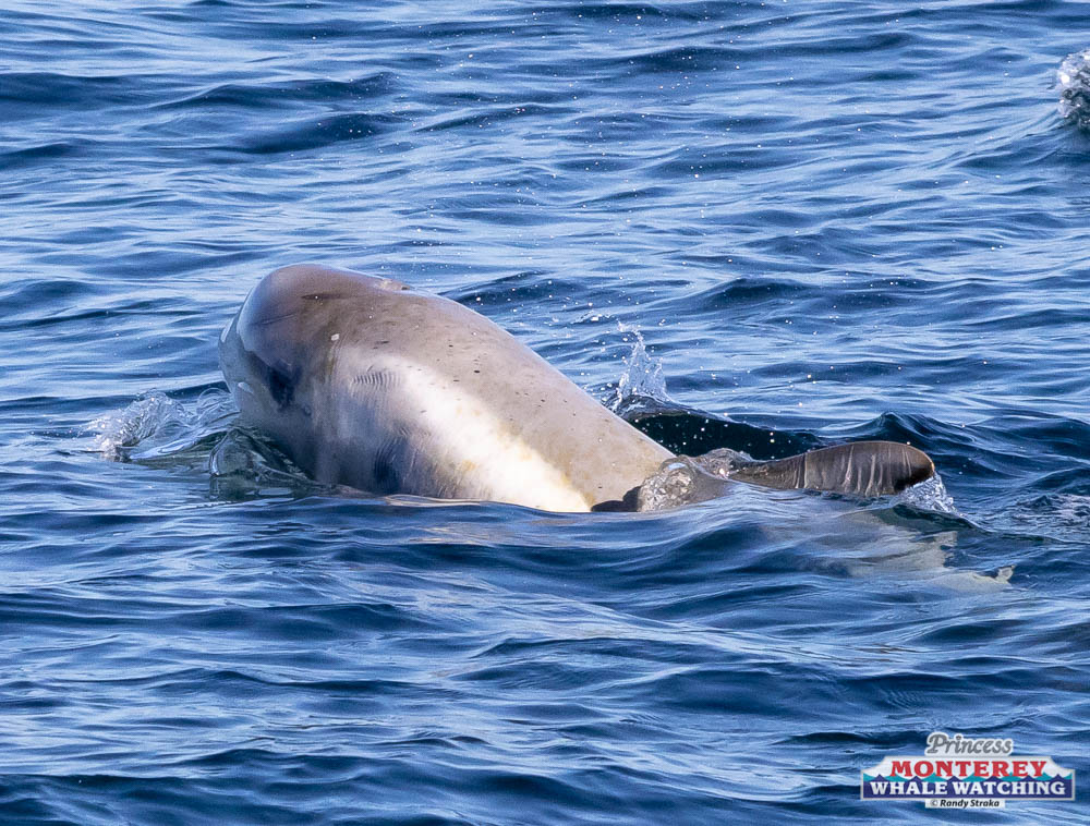 a dog swimming in a body of water