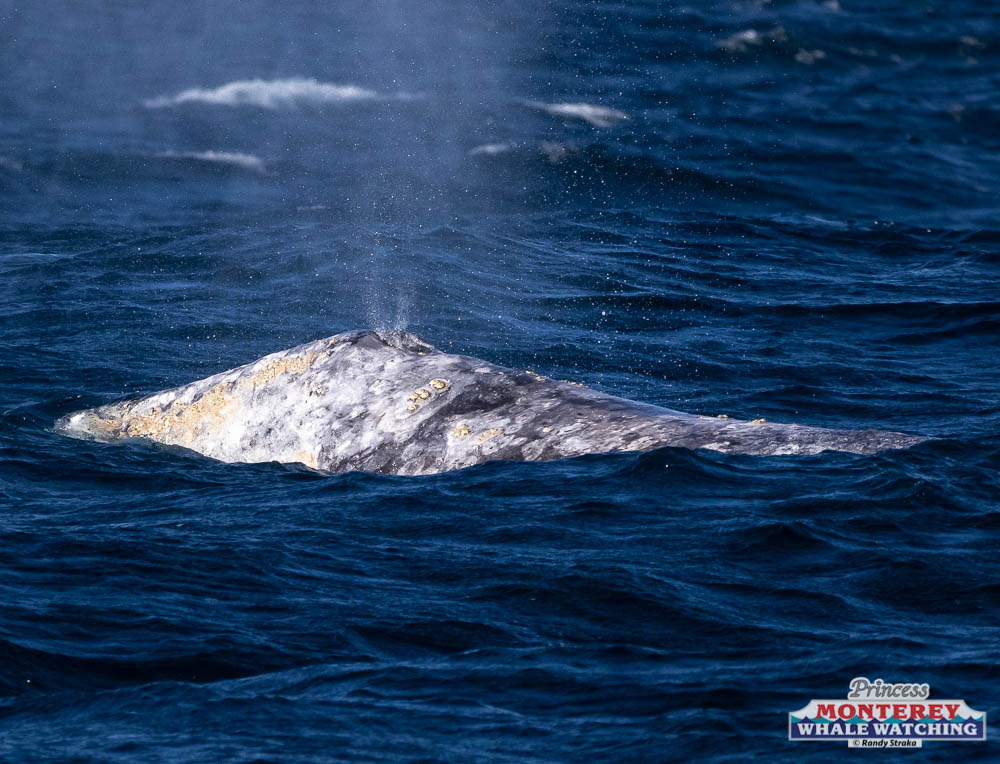 a whale jumping out of the water