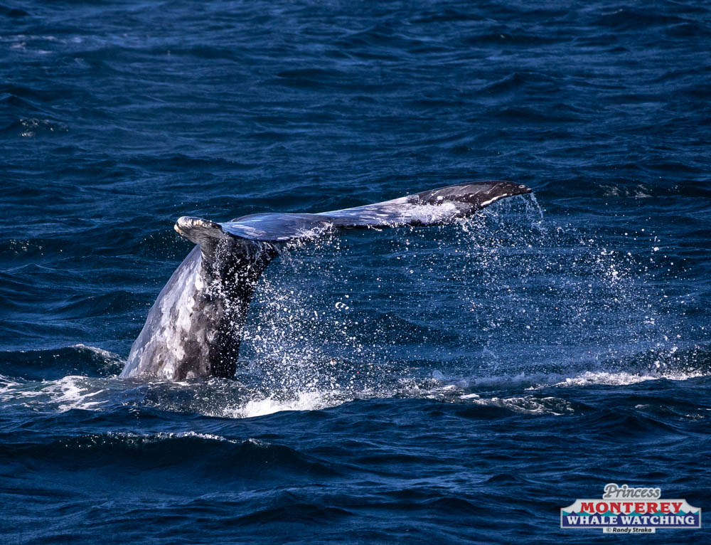 a whale jumping out of the water