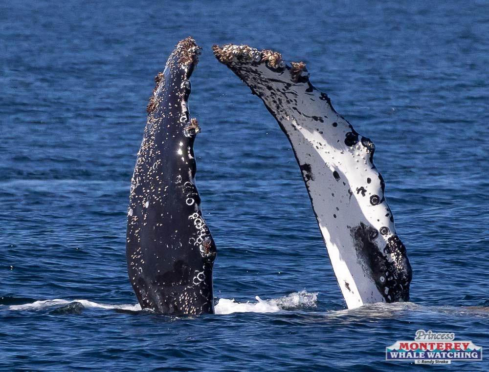 a whale jumping out of the water