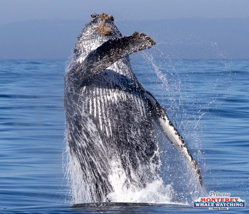 a whale jumping out of the water