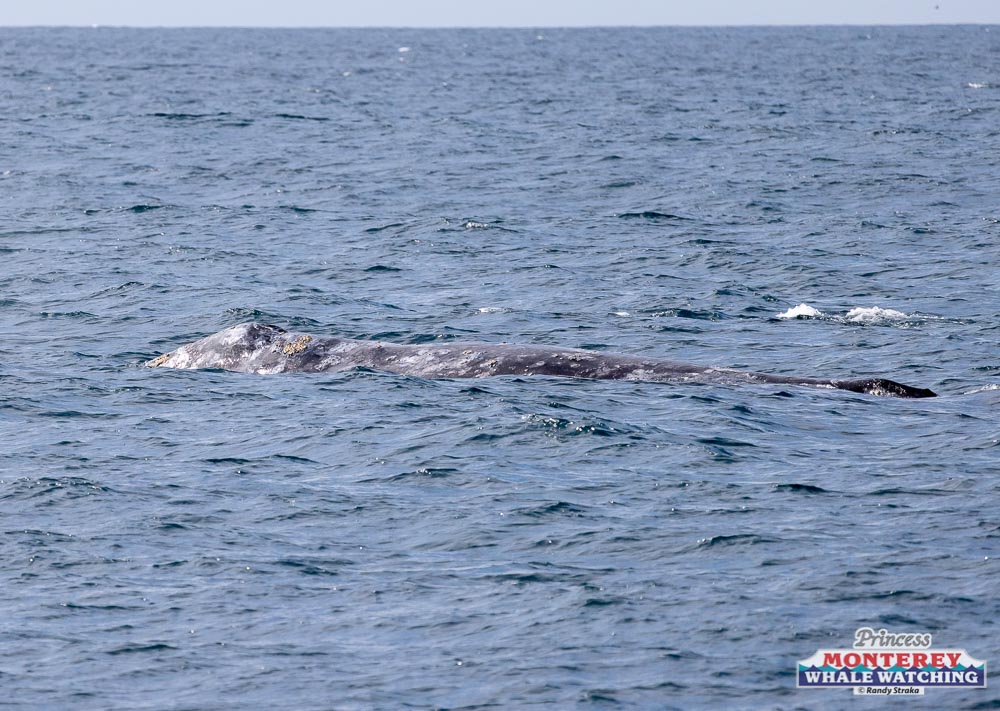 a whale swimming in the ocean
