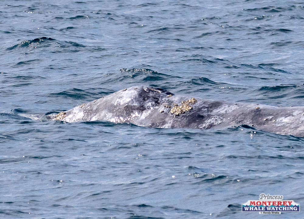 a whale swimming in the ocean