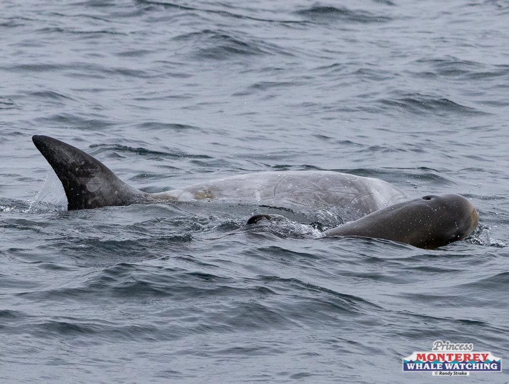 an animal swimming in the water