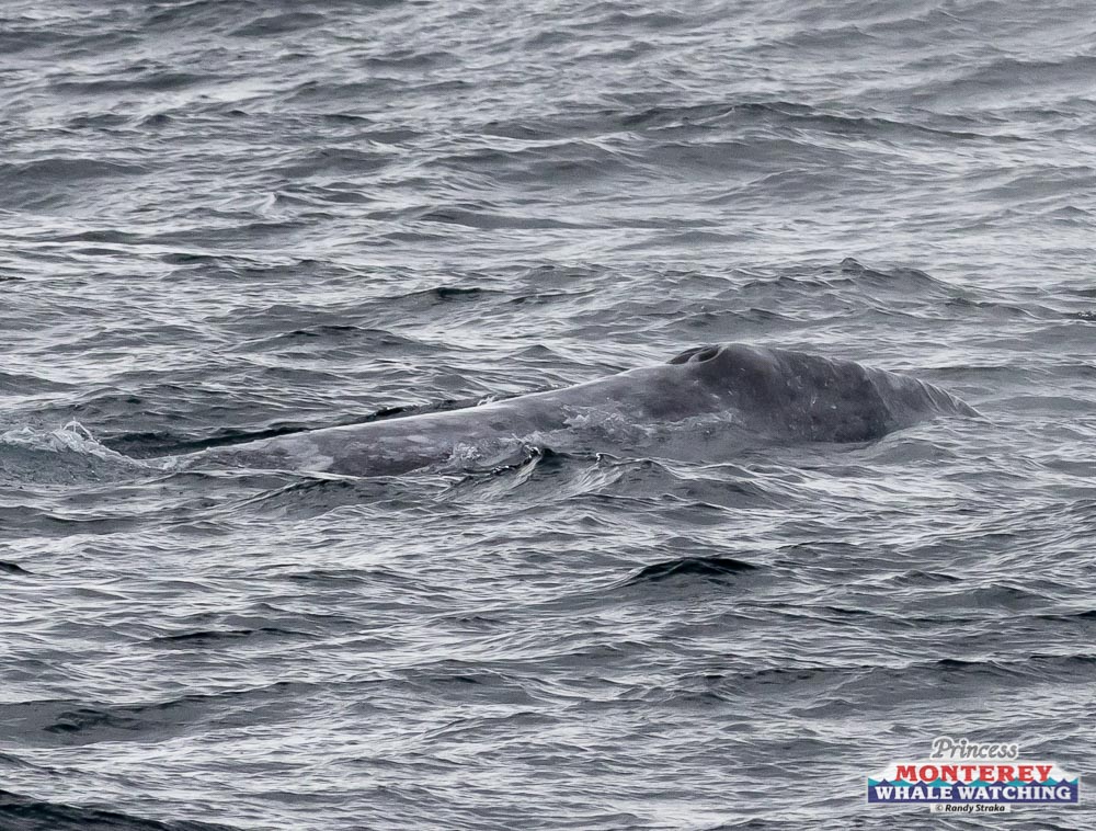 a dog swimming in a body of water