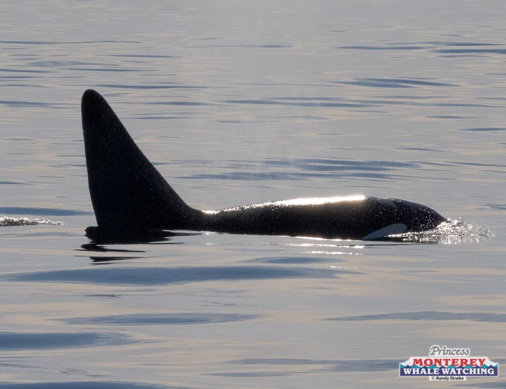 a large body of water