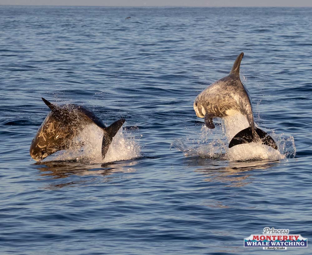 a duck swimming in a body of water