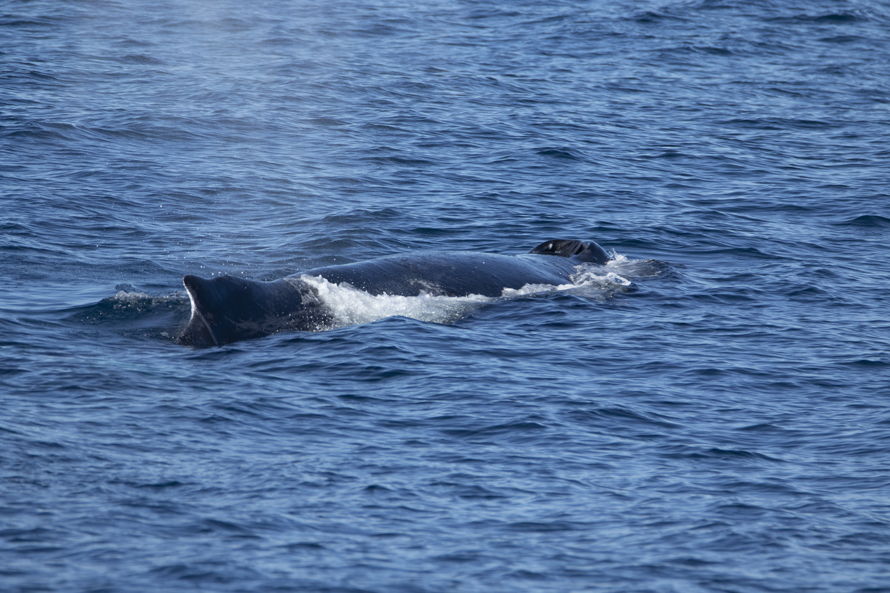 a whale swimming under water