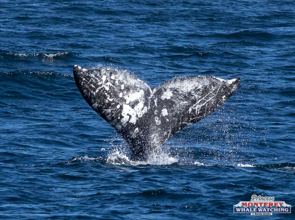 a whale jumping out of the water