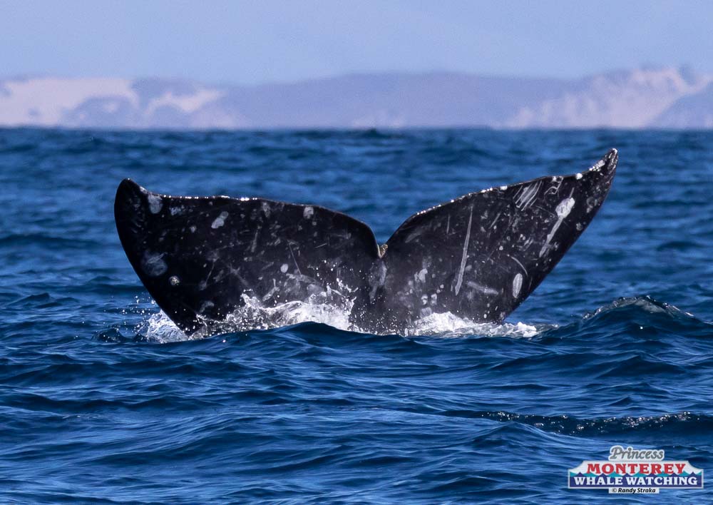 a whale jumping out of a body of water
