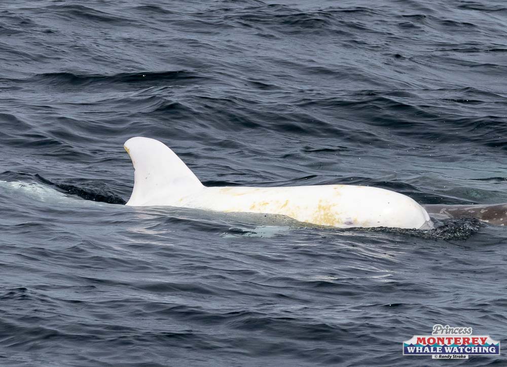 a polar bear swimming in a body of water