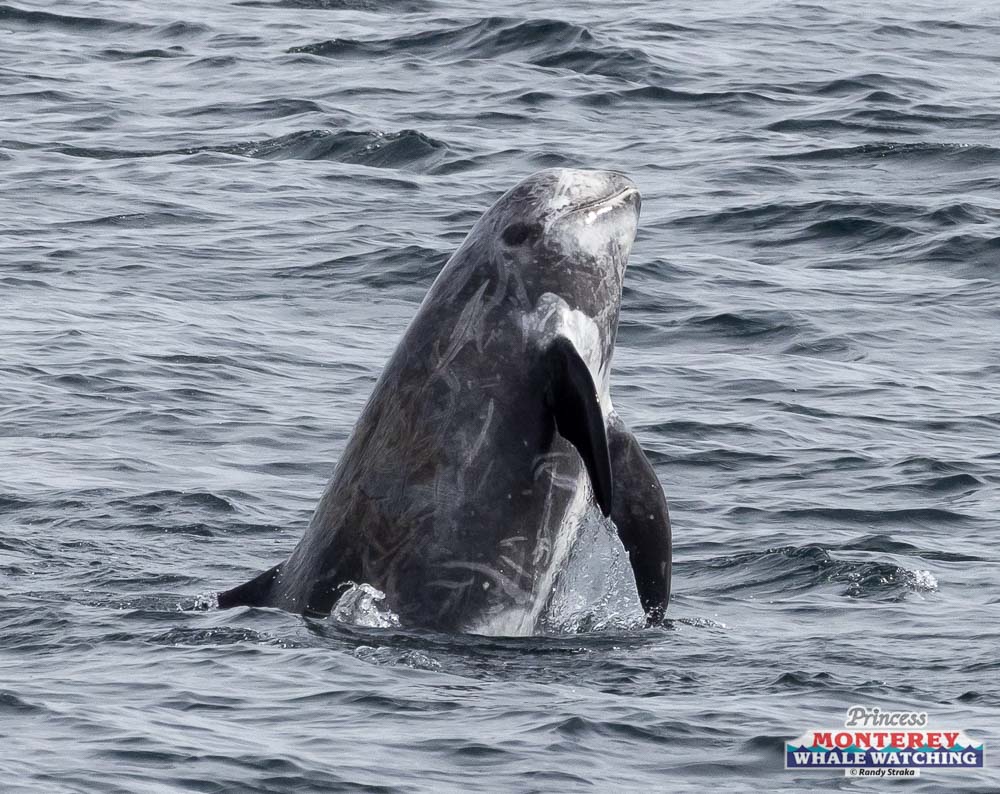a bird flying over a body of water