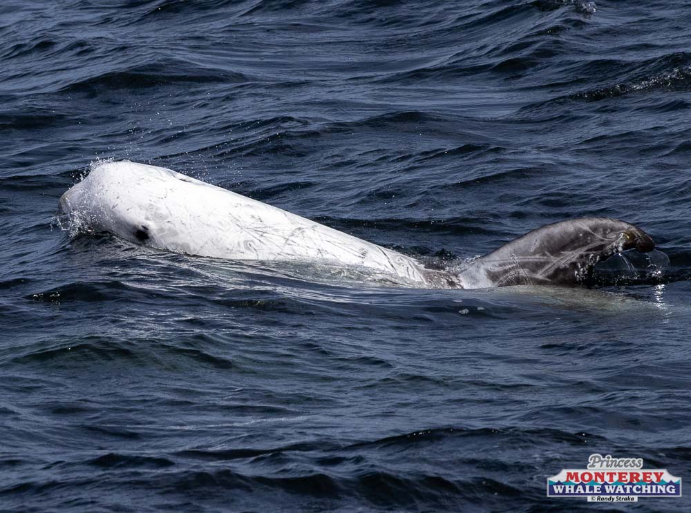 a dog swimming in a body of water