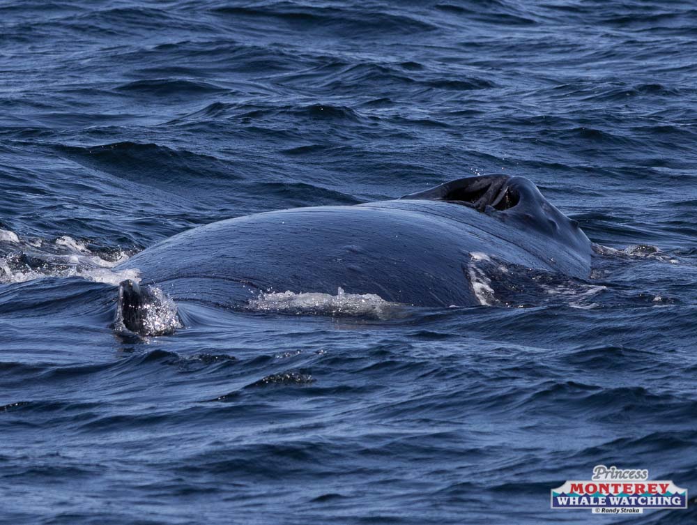 an animal swimming in the water