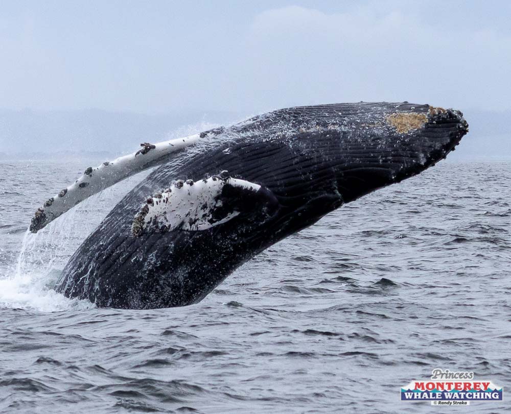 a whale jumping out of the water