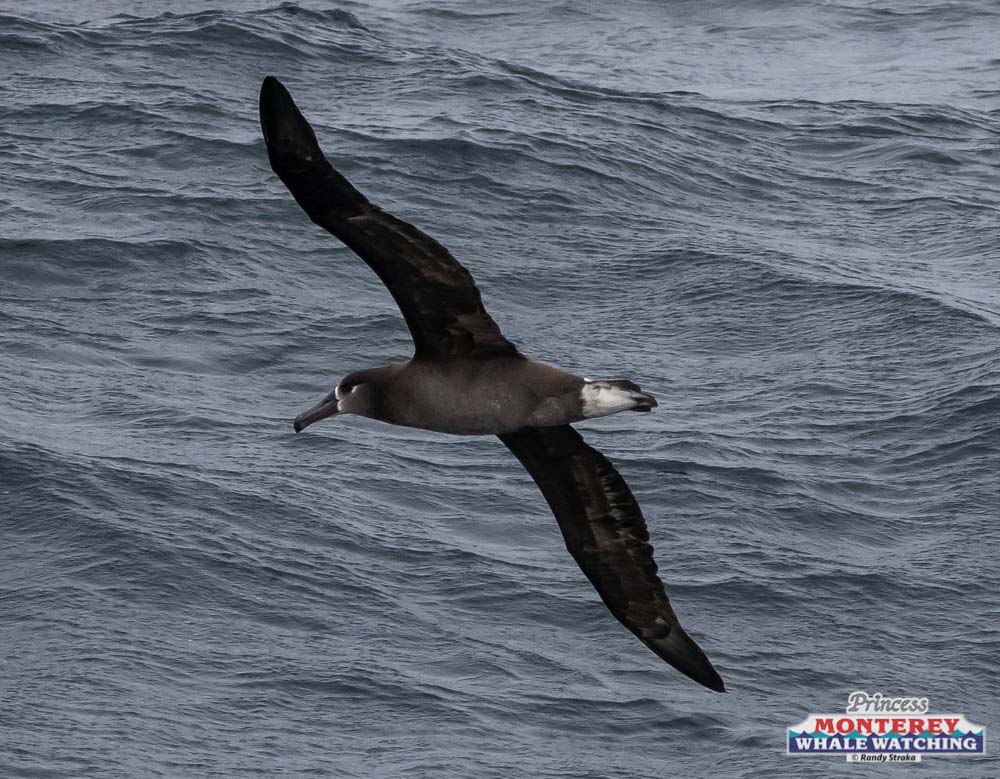 a bird flying over a body of water