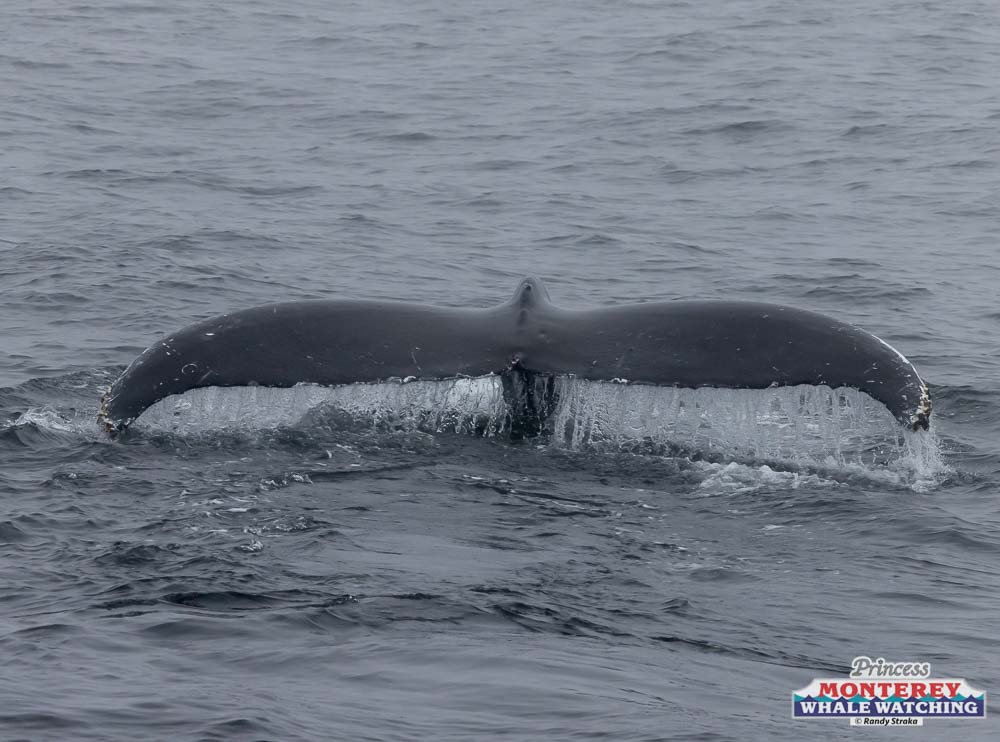 a whale jumping out of the water
