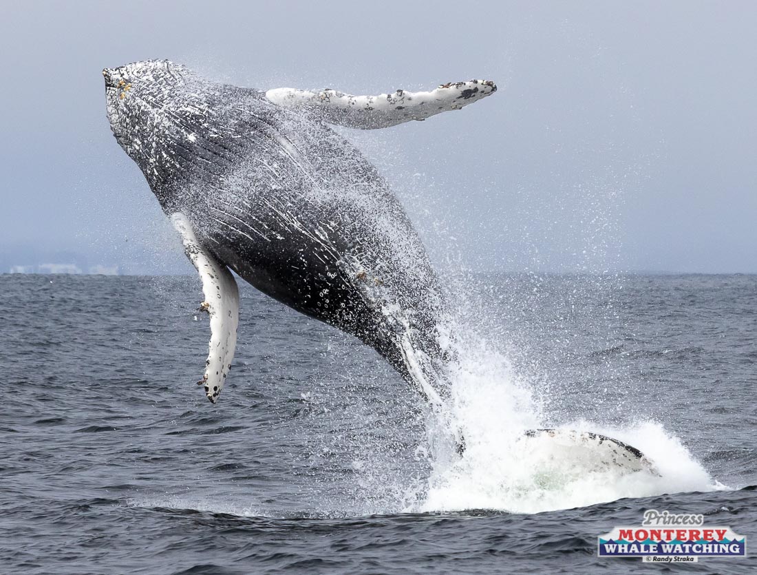 a dog jumping in the air over a body of water