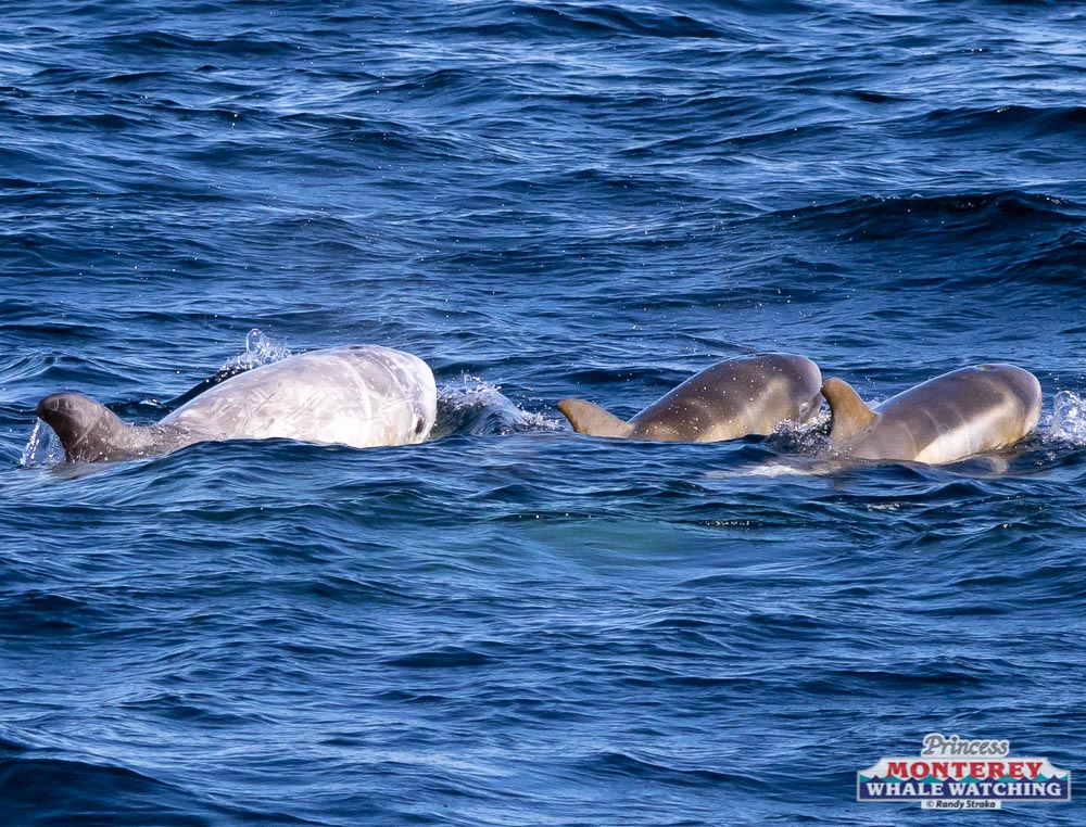 an animal swimming in the water