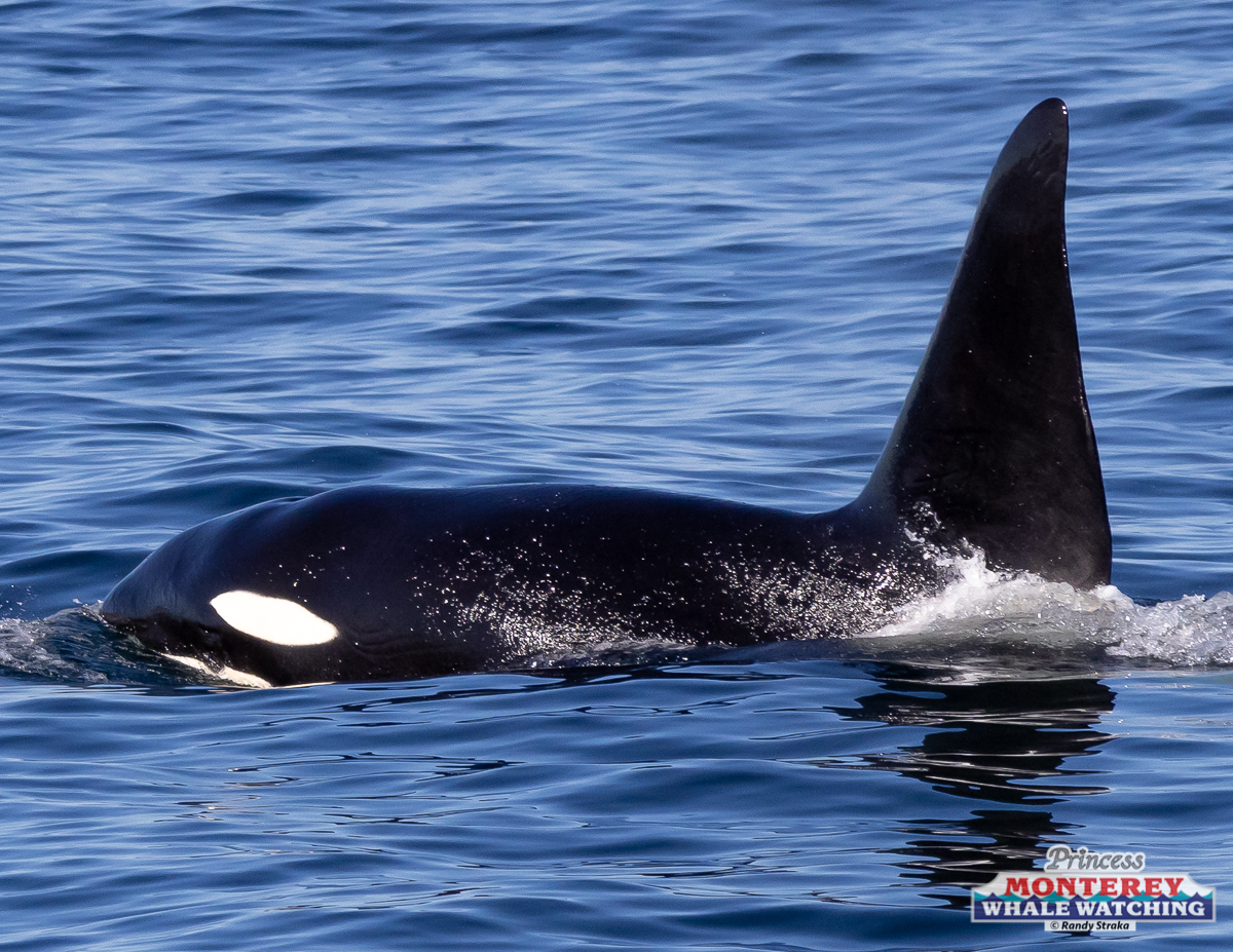 an animal swimming in the water