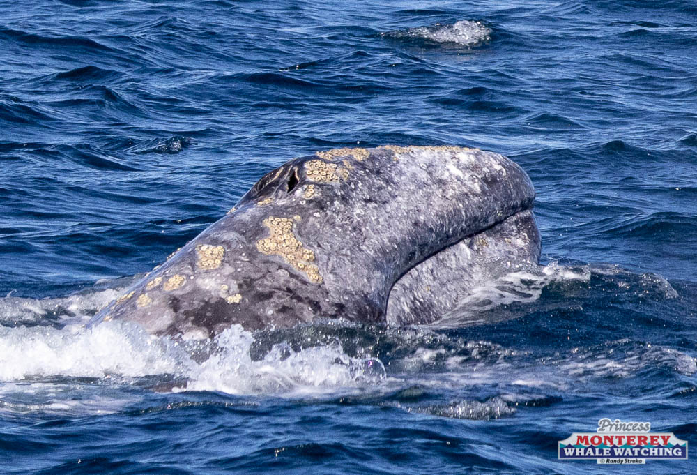 a whale jumping out of the water