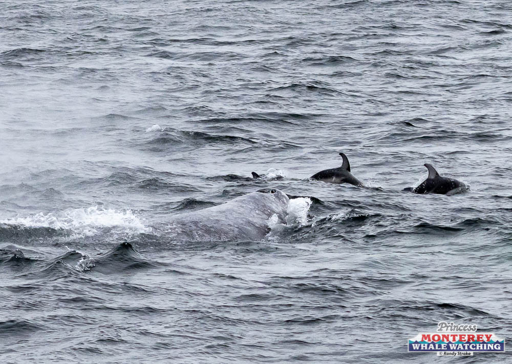 a whale swimming in a body of water