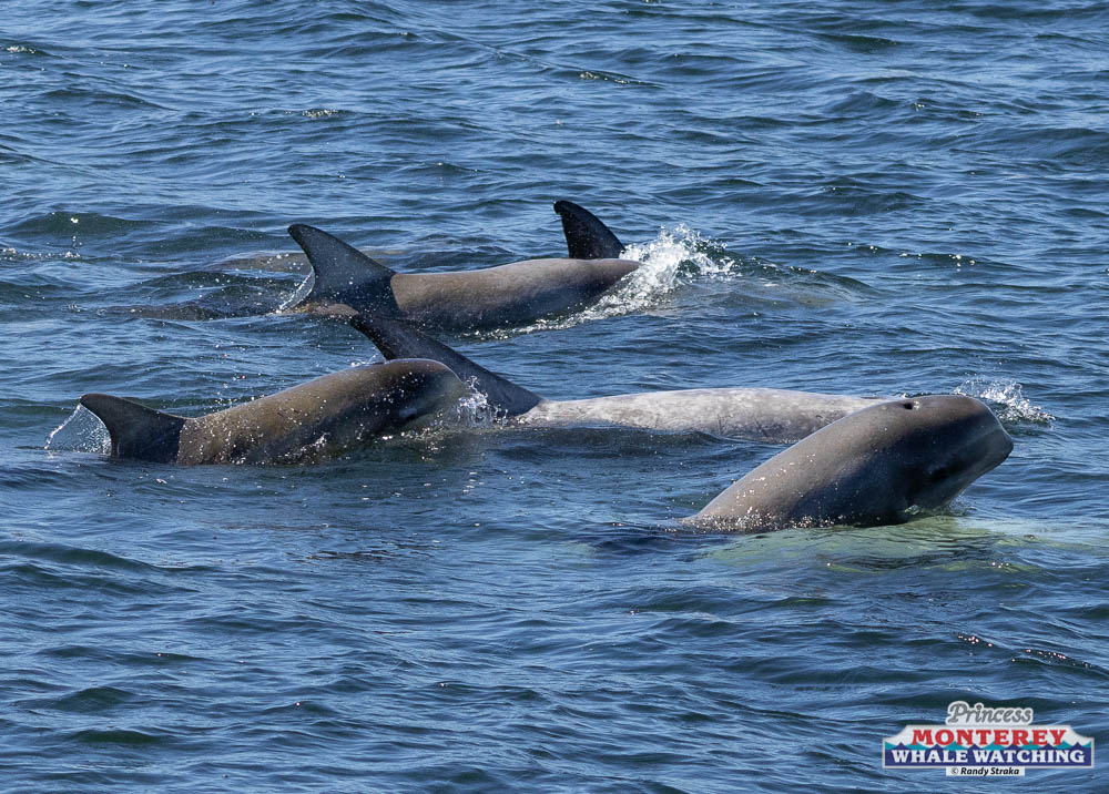 a dolphin jumping out of the water