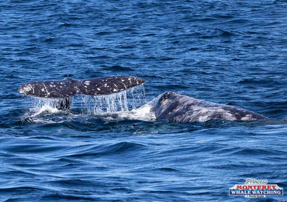 a whale jumping out of the water