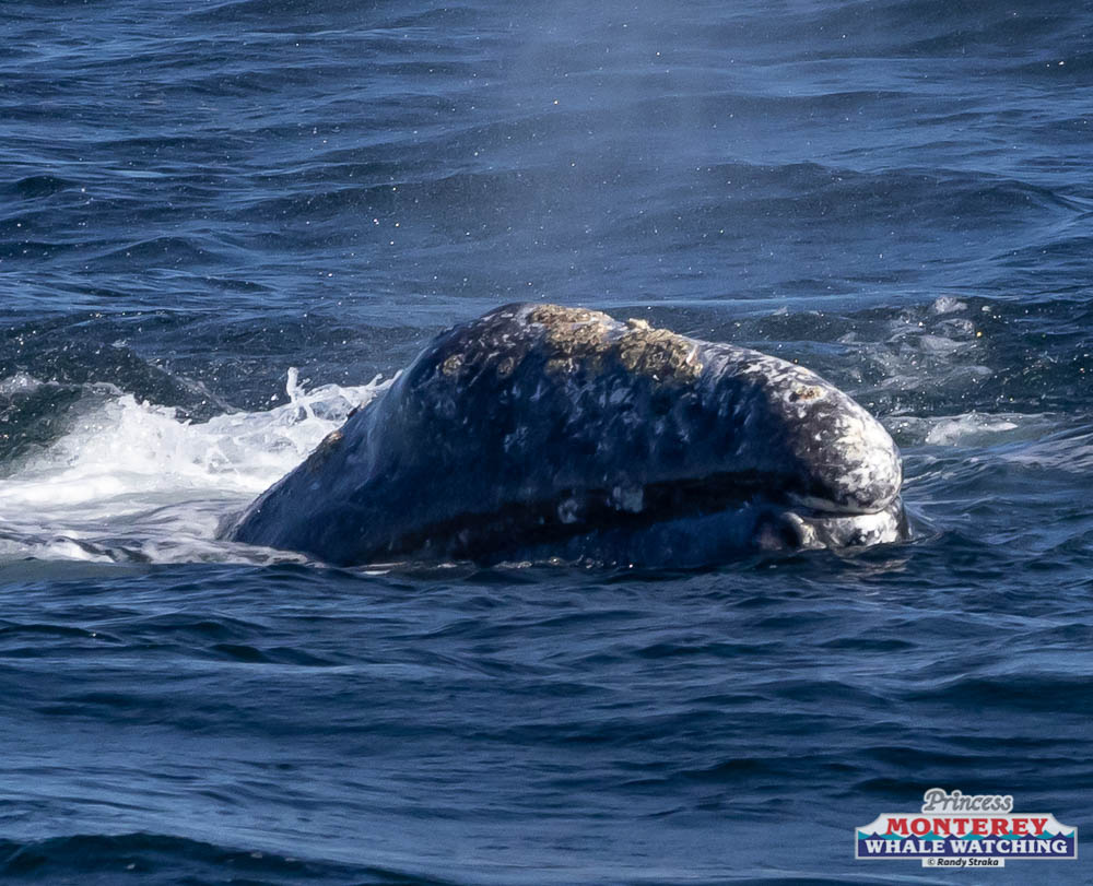 a whale jumping out of the water