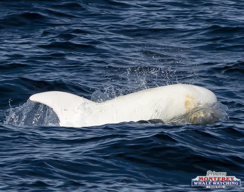 a dog swimming in a body of water