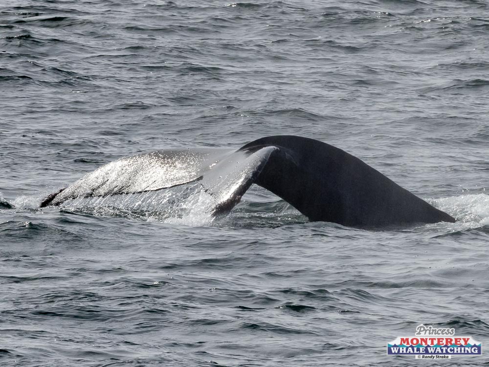 a whale jumping out of the water