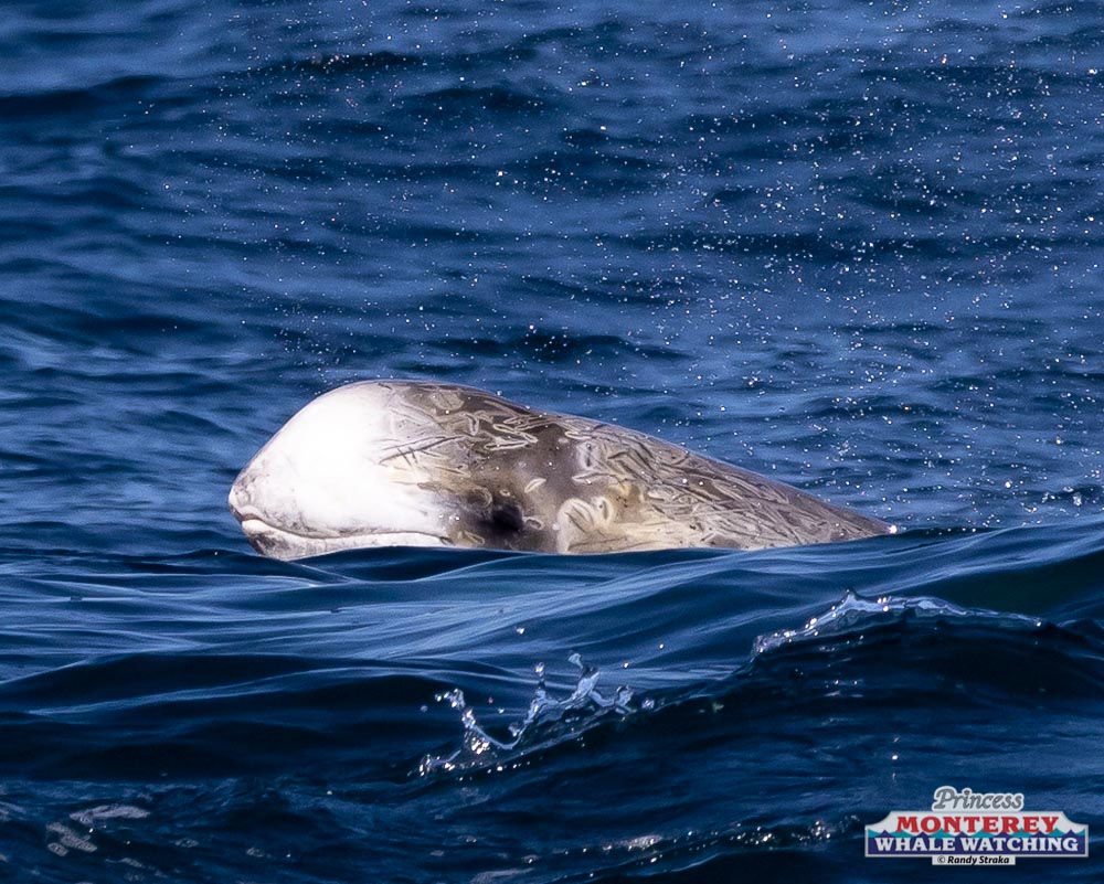 an animal swimming in the water