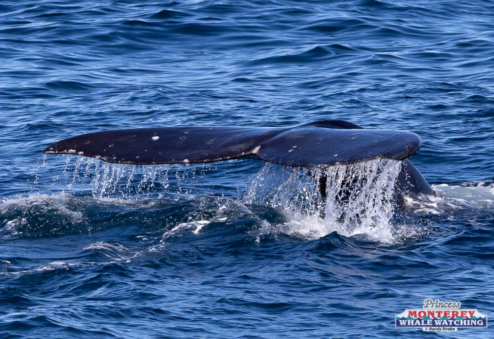 a whale jumping out of the water